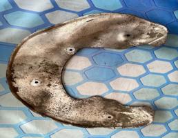 Пыльник тормозного диска для Audi A4 / B8 (2007-2015)  запчасти бу