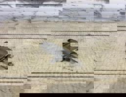 Клапан электромагнитный для VW Tiguan 2 Рест (2021-2024)  запчасти бу