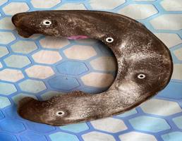 Пыльник тормозного диска для Audi A4 / B8 (2007-2015)  запчасти бу