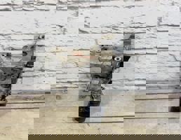 Кронштейн генератора для VW Passat CC (2008-)  запчасти бу